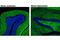 Synapsin I antibody, 13197S, Cell Signaling Technology, Immunofluorescence image 