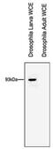 RTF1 Homolog, Paf1/RNA Polymerase II Complex Component antibody, NBP2-59267, Novus Biologicals, Western Blot image 