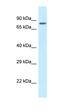 Zinc Finger Protein 148 antibody, orb324804, Biorbyt, Western Blot image 