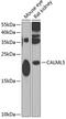 Calmodulin Like 5 antibody, 23-197, ProSci, Western Blot image 