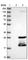 Core-Binding Factor Subunit Beta antibody, HPA038852, Atlas Antibodies, Western Blot image 