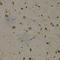 Eukaryotic Translation Elongation Factor 1 Delta antibody, A2509, ABclonal Technology, Immunohistochemistry paraffin image 