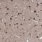 Teashirt Zinc Finger Homeobox 2 antibody, HPA038123, Atlas Antibodies, Immunohistochemistry frozen image 