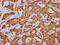 Angiotensinogen antibody, CSB-PA001463EA01HU, Cusabio, Immunohistochemistry frozen image 