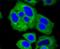 Hexokinase 1 antibody, NBP2-67503, Novus Biologicals, Immunocytochemistry image 