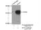 Secretagogin antibody, 14919-1-AP, Proteintech Group, Immunoprecipitation image 