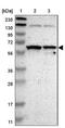 SAM Domain, SH3 Domain And Nuclear Localization Signals 1 antibody, NBP1-82599, Novus Biologicals, Western Blot image 