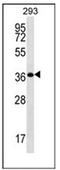 Olfactory Receptor Family 10 Subfamily H Member 5 antibody, AP53009PU-N, Origene, Western Blot image 
