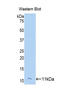 Fibroblast Growth Factor 23 antibody, LS-C299251, Lifespan Biosciences, Western Blot image 