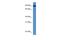 Lysyl Oxidase Like 2 antibody, PA5-70035, Invitrogen Antibodies, Western Blot image 