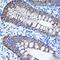 Keratin 8 antibody, GTX32549, GeneTex, Immunohistochemistry paraffin image 