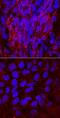 Hyperpolarization Activated Cyclic Nucleotide Gated Potassium Channel 4 antibody, AF8138, R&D Systems, Immunocytochemistry image 