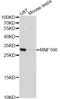 Ring Finger Protein 166 antibody, A10956, ABclonal Technology, Western Blot image 