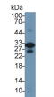 Troponin I3, Cardiac Type antibody, LS-C296823, Lifespan Biosciences, Western Blot image 