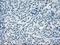 Crystallin Alpha B antibody, NBP1-47708, Novus Biologicals, Immunohistochemistry frozen image 
