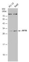 Nuclear Transcription Factor Y Subunit Beta antibody, GTX121922, GeneTex, Western Blot image 