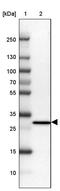 Proteasome 26S Subunit, Non-ATPase 9 antibody, PA5-60652, Invitrogen Antibodies, Western Blot image 