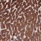 N-Deacetylase And N-Sulfotransferase 1 antibody, PA5-63871, Invitrogen Antibodies, Immunohistochemistry paraffin image 