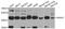 Annexin A7 antibody, abx002687, Abbexa, Western Blot image 