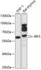 Interferon Regulatory Factor 5 antibody, 15-106, ProSci, Western Blot image 