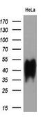 Basigin (Ok Blood Group) antibody, GTX84798, GeneTex, Western Blot image 
