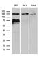 Vav-interacting Krueppel-like protein antibody, M13350, Boster Biological Technology, Western Blot image 