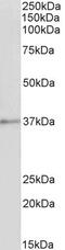 Annexin A1 antibody, PA5-19084, Invitrogen Antibodies, Western Blot image 