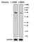 Interferon Regulatory Factor 7 antibody, 656009, BioLegend, Western Blot image 