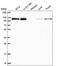 Transcriptional Regulating Factor 1 antibody, PA5-65654, Invitrogen Antibodies, Western Blot image 