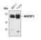 SLC9A3 Regulator 1 antibody, PA5-17044, Invitrogen Antibodies, Western Blot image 