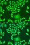 Apolipoprotein A1 antibody, LS-B15328, Lifespan Biosciences, Immunofluorescence image 