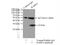 Ras-related protein Rab-6A antibody, 10187-2-AP, Proteintech Group, Immunoprecipitation image 