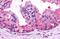Adhesion G Protein-Coupled Receptor B1 antibody, MBS247067, MyBioSource, Immunohistochemistry frozen image 