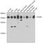 O-Sialoglycoprotein Endopeptidase antibody, GTX33375, GeneTex, Western Blot image 
