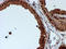 RuvB Like AAA ATPase 2 antibody, TA504284, Origene, Immunohistochemistry frozen image 