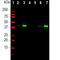 Muscleblind Like Splicing Regulator 1 antibody, NBP2-50062, Novus Biologicals, Western Blot image 