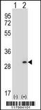 Dermatopontin antibody, 56-560, ProSci, Western Blot image 