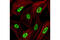 Heterogeneous Nuclear Ribonucleoprotein A1 antibody, 4296S, Cell Signaling Technology, Immunocytochemistry image 