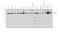 Exportin 1 antibody, PB9966, Boster Biological Technology, Western Blot image 