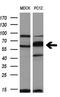 Protein Kinase, Membrane Associated Tyrosine/Threonine 1 antibody, GTX83876, GeneTex, Western Blot image 