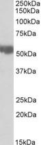 Aldh3 antibody, NBP1-52056, Novus Biologicals, Western Blot image 