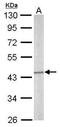 Septin 5 antibody, PA5-31212, Invitrogen Antibodies, Western Blot image 