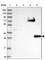 Phenazine Biosynthesis Like Protein Domain Containing antibody, HPA038036, Atlas Antibodies, Western Blot image 