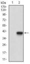Melanoma Cell Adhesion Molecule antibody, GTX60775, GeneTex, Western Blot image 