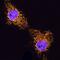 Cytochrome C Oxidase Subunit 4I1 antibody, AF5814, R&D Systems, Immunocytochemistry image 