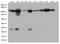 TFIIIC90 antibody, LS-C793067, Lifespan Biosciences, Western Blot image 