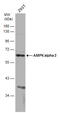 Protein Kinase AMP-Activated Catalytic Subunit Alpha 2 antibody, GTX132674, GeneTex, Western Blot image 