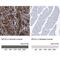 Myosin Light Chain Kinase antibody, NBP1-87744, Novus Biologicals, Immunohistochemistry paraffin image 