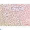 Transthyretin antibody, LS-C813251, Lifespan Biosciences, Immunohistochemistry paraffin image 