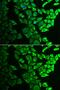 Tadekinig-alfa antibody, GTX32676, GeneTex, Immunofluorescence image 
